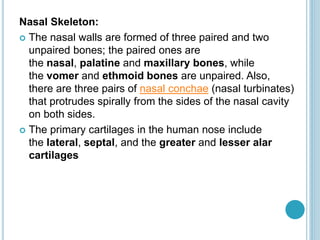 Nasal Skeleton:
 The nasal walls are formed of three paired and two
unpaired bones; the paired ones are
the nasal, palatine and maxillary bones, while
the vomer and ethmoid bones are unpaired. Also,
there are three pairs of nasal conchae (nasal turbinates)
that protrudes spirally from the sides of the nasal cavity
on both sides.
 The primary cartilages in the human nose include
the lateral, septal, and the greater and lesser alar
cartilages
 