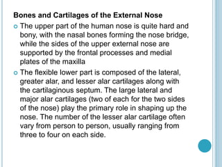Bones and Cartilages of the External Nose
 The upper part of the human nose is quite hard and
bony, with the nasal bones forming the nose bridge,
while the sides of the upper external nose are
supported by the frontal processes and medial
plates of the maxilla
 The flexible lower part is composed of the lateral,
greater alar, and lesser alar cartilages along with
the cartilaginous septum. The large lateral and
major alar cartilages (two of each for the two sides
of the nose) play the primary role in shaping up the
nose. The number of the lesser alar cartilage often
vary from person to person, usually ranging from
three to four on each side.
 