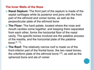 The Inner Walls of the Nose
 Nasal Septum: The front part of the septum is made of the
septal cartilages while its posterior end joins with the front
part of the ethmoid and vomer bones, as well as the
perpendicular plate of the ethmoid bone
 The Floor: The hard palate, located where the nose and
mouth cavities come together, and keeping them separated
from each other, forms the horizontal floor of the nasal
cavity. The specific bones involved are the palatine process
of the maxilla, and the horizontal plate of the palatine
bone [7, 17].
 The Roof: The relatively narrow roof is made us of the
front-inferior part of the frontal bone, the two nasal bones,
the cribriform plate of the ethmoid bone [15], as well as the
sphenoid bone and ala of vomer
 