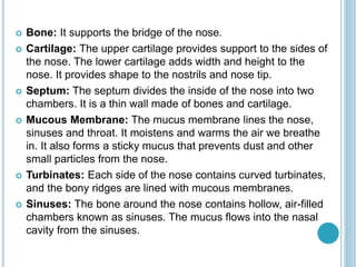  Bone: It supports the bridge of the nose.
 Cartilage: The upper cartilage provides support to the sides of
the nose. The lower cartilage adds width and height to the
nose. It provides shape to the nostrils and nose tip.
 Septum: The septum divides the inside of the nose into two
chambers. It is a thin wall made of bones and cartilage.
 Mucous Membrane: The mucus membrane lines the nose,
sinuses and throat. It moistens and warms the air we breathe
in. It also forms a sticky mucus that prevents dust and other
small particles from the nose.
 Turbinates: Each side of the nose contains curved turbinates,
and the bony ridges are lined with mucous membranes.
 Sinuses: The bone around the nose contains hollow, air-filled
chambers known as sinuses. The mucus flows into the nasal
cavity from the sinuses.
 