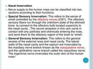  Nasal Innervation
 Nerve supply to the human nose can be classified into two
sections according to their functions:
 Special Sensory Innervation: This refers to the sense of
smell controlled by the olfactory nerves (CN1). The olfactory
sensory fibers run through the cribriform plate of the ethmoid
bone to connect to the olfactory bulb located superiorly to
the nasal cavity . The neural receptors in this vein come in
contact with any particles and chemicals entering the nose,
and send them to the olfactory region of the brain to ‘smell’.
 General Sensory Innervation: This refers to the general
senses of the external nose and nasal cavity. The lateral
walls of the nasal cavity and the septum are innervated by
the maxillary nerve branch known as the nasopalatine nerve,
and the ophthalmic nerve branch called the nasociliary nerve.
The trigeminal nerve innervates the outer skin of the human
nose [
 