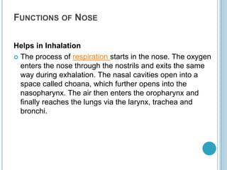 FUNCTIONS OF NOSE
Helps in Inhalation
 The process of respiration starts in the nose. The oxygen
enters the nose through the nostrils and exits the same
way during exhalation. The nasal cavities open into a
space called choana, which further opens into the
nasopharynx. The air then enters the oropharynx and
finally reaches the lungs via the larynx, trachea and
bronchi.
 
