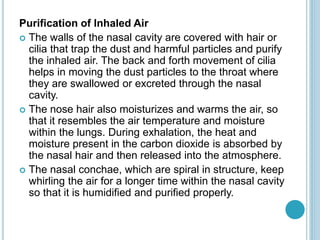 Purification of Inhaled Air
 The walls of the nasal cavity are covered with hair or
cilia that trap the dust and harmful particles and purify
the inhaled air. The back and forth movement of cilia
helps in moving the dust particles to the throat where
they are swallowed or excreted through the nasal
cavity.
 The nose hair also moisturizes and warms the air, so
that it resembles the air temperature and moisture
within the lungs. During exhalation, the heat and
moisture present in the carbon dioxide is absorbed by
the nasal hair and then released into the atmosphere.
 The nasal conchae, which are spiral in structure, keep
whirling the air for a longer time within the nasal cavity
so that it is humidified and purified properly.
 