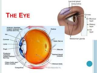 THE EYE
 