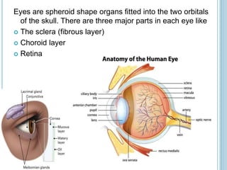 Eyes are spheroid shape organs fitted into the two orbitals
of the skull. There are three major parts in each eye like
 The sclera (fibrous layer)
 Choroid layer
 Retina
 