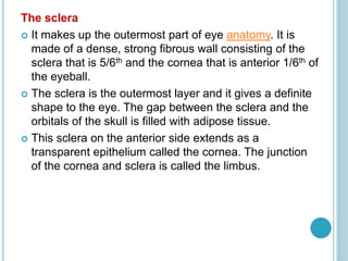 The sclera
 It makes up the outermost part of eye anatomy. It is
made of a dense, strong fibrous wall consisting of the
sclera that is 5/6th and the cornea that is anterior 1/6th of
the eyeball.
 The sclera is the outermost layer and it gives a definite
shape to the eye. The gap between the sclera and the
orbitals of the skull is filled with adipose tissue.
 This sclera on the anterior side extends as a
transparent epithelium called the cornea. The junction
of the cornea and sclera is called the limbus.
 