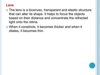 Lens
 The lens is a biconvex, transparent and elastic structure
that can alter its shape. It helps to focus the objects
based on their distance and concentrate the refracted
light onto the retina.
 When it constricts, it becomes thicker and when it
dilates, it becomes thin.
 