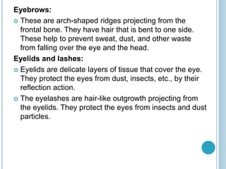Eyebrows:
 These are arch-shaped ridges projecting from the
frontal bone. They have hair that is bent to one side.
These help to prevent sweat, dust, and other waste
from falling over the eye and the head.
Eyelids and lashes:
 Eyelids are delicate layers of tissue that cover the eye.
They protect the eyes from dust, insects, etc., by their
reflection action.
 The eyelashes are hair-like outgrowth projecting from
the eyelids. They protect the eyes from insects and dust
particles.
 