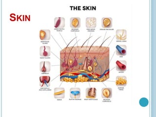 SKIN
 