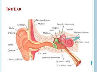 THE EAR
 