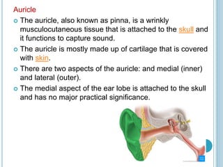 Auricle
 The auricle, also known as pinna, is a wrinkly
musculocutaneous tissue that is attached to the skull and
it functions to capture sound.
 The auricle is mostly made up of cartilage that is covered
with skin.
 There are two aspects of the auricle: and medial (inner)
and lateral (outer).
 The medial aspect of the ear lobe is attached to the skull
and has no major practical significance.
 