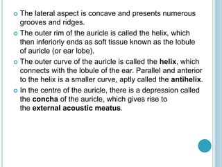  The lateral aspect is concave and presents numerous
grooves and ridges.
 The outer rim of the auricle is called the helix, which
then inferiorly ends as soft tissue known as the lobule
of auricle (or ear lobe).
 The outer curve of the auricle is called the helix, which
connects with the lobule of the ear. Parallel and anterior
to the helix is a smaller curve, aptly called the antihelix.
 In the centre of the auricle, there is a depression called
the concha of the auricle, which gives rise to
the external acoustic meatus.
 