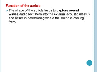 Function of the auricle
 The shape of the auricle helps to capture sound
waves and direct them into the external acoustic meatus
and assist in determining where the sound is coming
from.
 