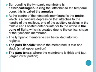  Surrounding the tympanic membrane is
a fibrocartilaginous ring that attaches to the temporal
bone, this is called the annulus.
 At the centre of the tympanic membrane is the umbo,
which is a concave depression that attaches to the
handle of the malleus, one of the auditory ossicles in the
middle ear. Located anterior-inferior to the umbo is the
cone of light, which is created due to the conical shape
of the tympanic membrane.
 The tympanic membrane can be divided into two
regions:
 The pars flaccida: where the membrane is thin and
slack (small upper portion)
 The pars tensa: where the membrane is thick and taut
(larger lower portion)
 