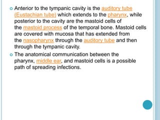  Anterior to the tympanic cavity is the auditory tube
(Eustachian tube) which extends to the pharynx, while
posterior to the cavity are the mastoid cells of
the mastoid process of the temporal bone. Mastoid cells
are covered with mucosa that has extended from
the nasopharynx through the auditory tube and then
through the tympanic cavity.
 The anatomical communication between the
pharynx, middle ear, and mastoid cells is a possible
path of spreading infections.
 
