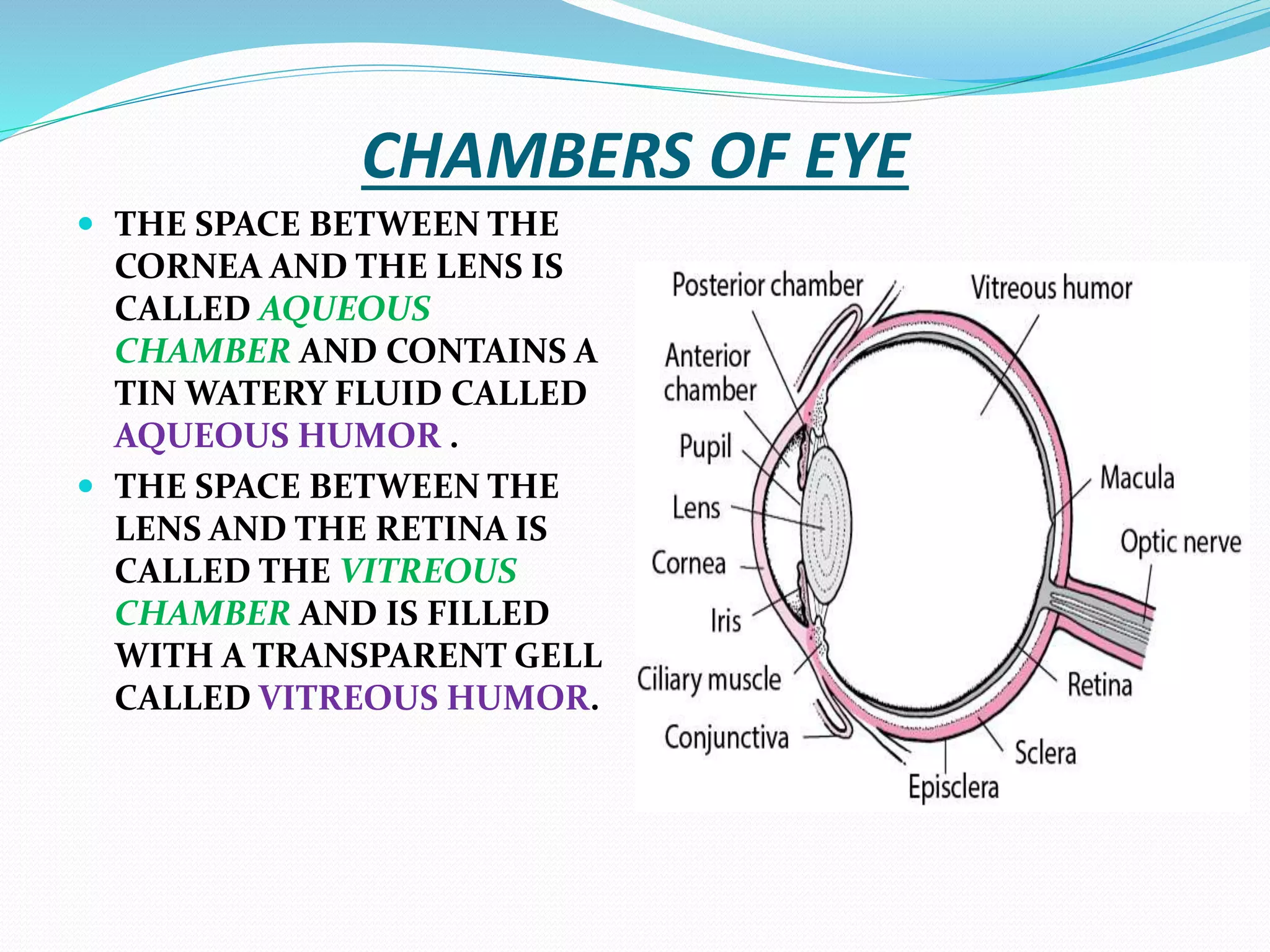 SENSORY ORGAN: EYES// EYE STRUCTURE// EYE BALL | PPTX
