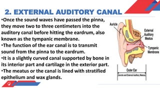 Sensory organs ; ears and nose | PPTX