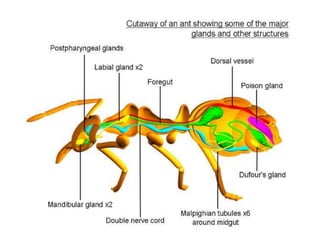 Sensoryorgansininsects 181226130043 | PDF