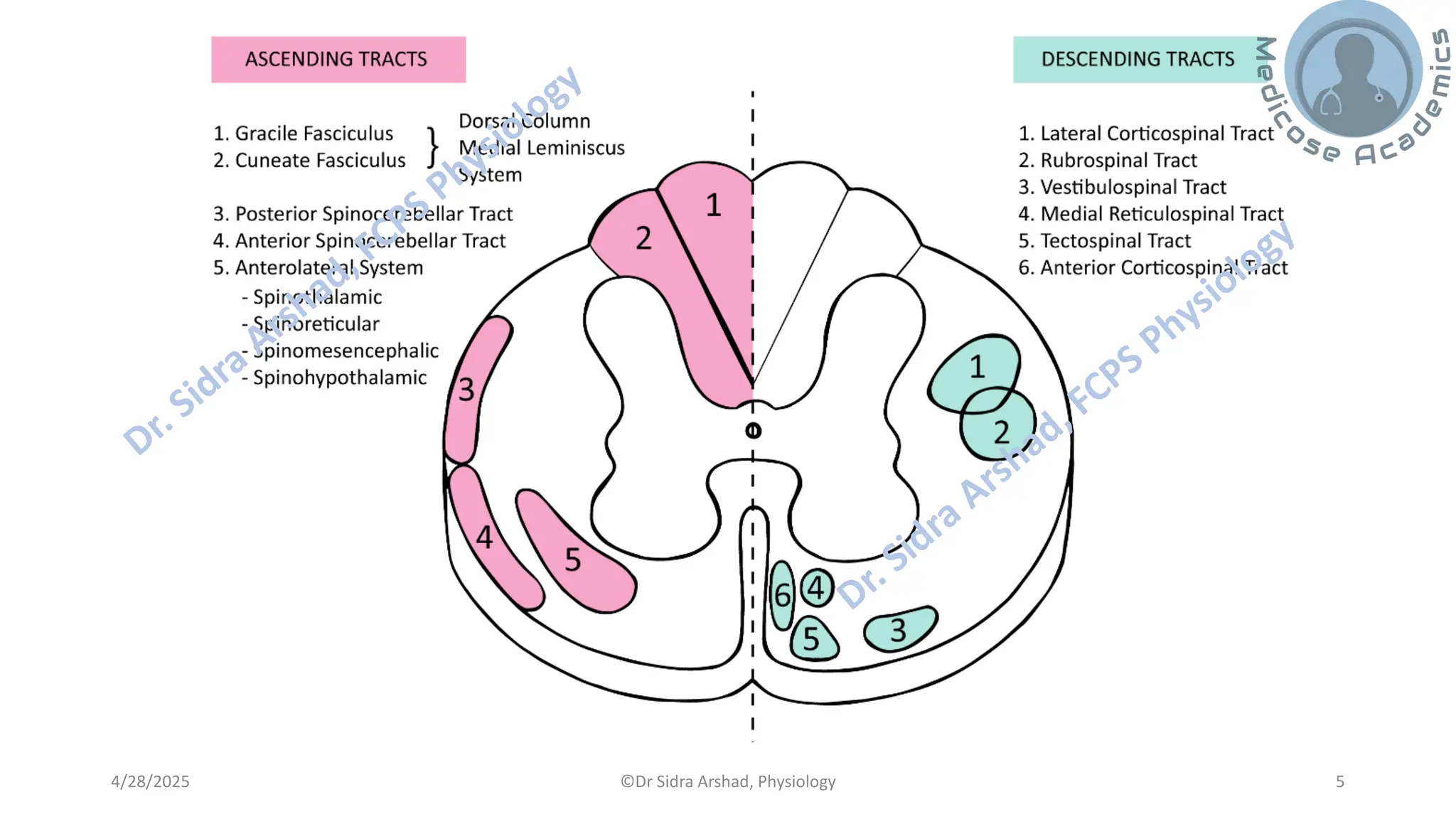 The Physiology of Central Nervous System - Sensory Pathways | PDF
