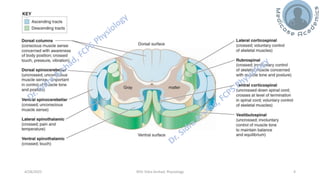 The Physiology of Central Nervous System - Sensory Pathways | PDF