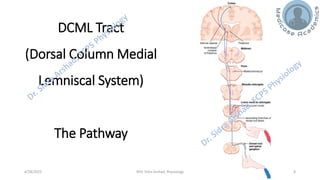 The Physiology of Central Nervous System - Sensory Pathways | PDF