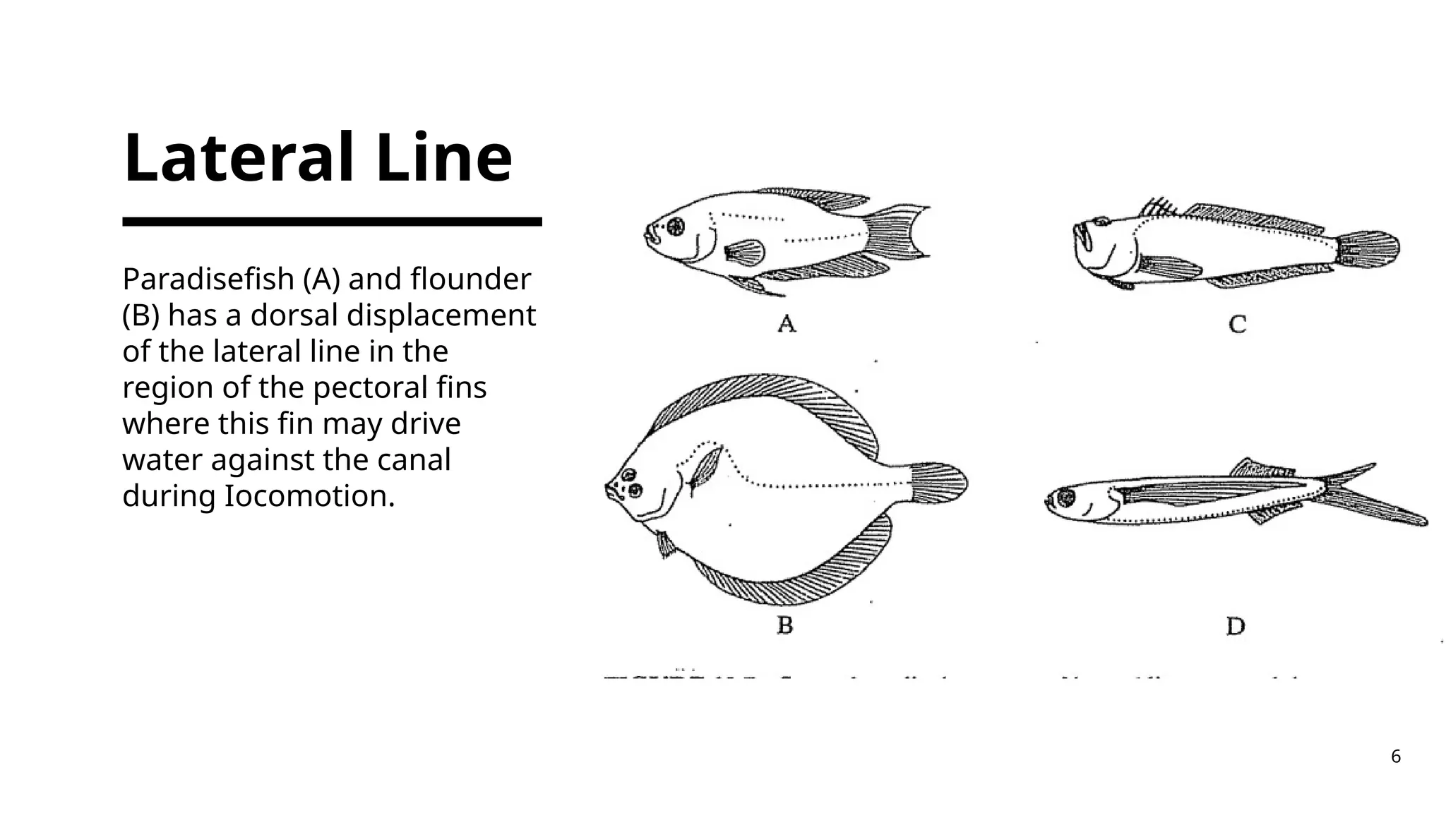 Sensory Perception of fishes physiology of aquatic organism | PPTX