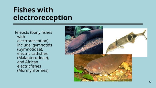 Sensory Perception of fishes physiology of aquatic organism | PPT