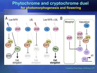Sensory photobiology | PDF