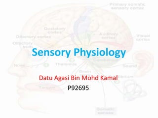 Sensory Physiology
Datu Agasi Bin Mohd Kamal
P92695
 