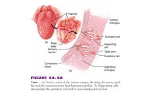 sensory reception of vertebrates.pptx for students | PPTX