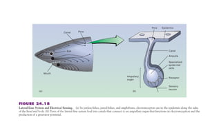 sensory reception of vertebrates.pptx for students | PPTX