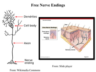 Free Nerve Endings
From: Wikimedia Commons
From: Slide player
 