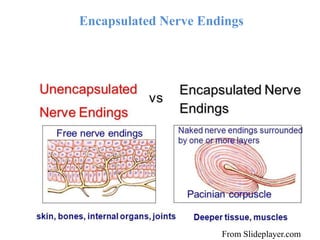 Encapsulated Nerve Endings
From Slideplayer.com
 