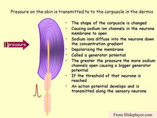 From Slideplayer.com
 