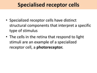 Specialised receptor cells
• Specialized receptor cells have distinct
structural components that interpret a specific
type of stimulus
• The cells in the retina that respond to light
stimuli are an example of a specialized
receptor cell, a photoreceptor.
 