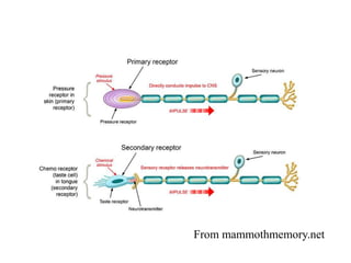 From mammothmemory.net
 