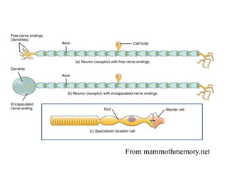 From mammothmemory.net
 