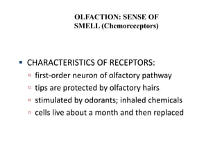  CHARACTERISTICS OF RECEPTORS:
 first-order neuron of olfactory pathway
 tips are protected by olfactory hairs
 stimulated by odorants; inhaled chemicals
 cells live about a month and then replaced
OLFACTION: SENSE OF
SMELL (Chemoreceptors)
 