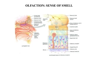 OLFACTION: SENSE OF SMELL
 