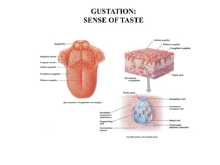 GUSTATION:
SENSE OF TASTE
 