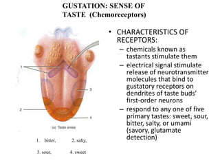 • CHARACTERISTICS OF
RECEPTORS:
– chemicals known as
tastants stimulate them
– electrical signal stimulate
release of neurotransmitter
molecules that bind to
gustatory receptors on
dendrites of taste buds’
first-order neurons
– respond to any one of five
primary tastes: sweet, sour,
bitter, salty, or umami
(savory, glutamate
detection)
1. bitter, 2. salty,
3. sour, 4. sweet
GUSTATION: SENSE OF
TASTE (Chemoreceptors)
 