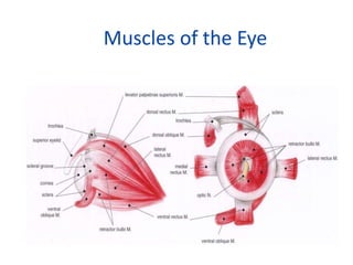 Muscles of the Eye
 