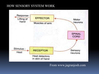 HOW SENSORY SYSTEM WORK
From www.jagranjosh.com
 