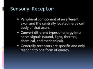 Sensory Receptor
 Peripheral component of an afferent
axon and the centrally located nerve cell
body of that axon.
 Convert different types of energy into
nerve signals (sound, light, thermal,
chemical, and mechanical).
 Generally receptors are specific and only
respond to one form of energy.
 