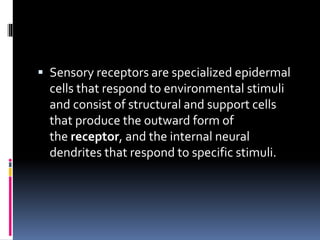  Sensory receptors are specialized epidermal
cells that respond to environmental stimuli
and consist of structural and support cells
that produce the outward form of
the receptor, and the internal neural
dendrites that respond to specific stimuli.
 