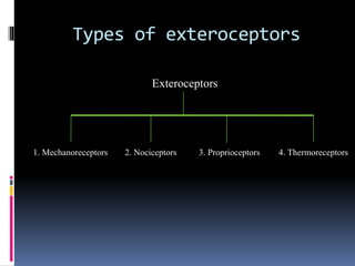 examples of exteroceptors