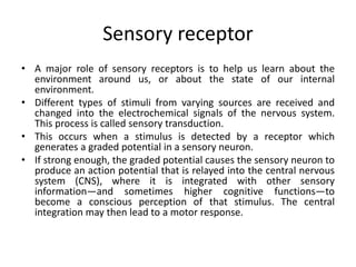 Sensory receptor
• A major role of sensory receptors is to help us learn about the
environment around us, or about the state of our internal
environment.
• Different types of stimuli from varying sources are received and
changed into the electrochemical signals of the nervous system.
This process is called sensory transduction.
• This occurs when a stimulus is detected by a receptor which
generates a graded potential in a sensory neuron.
• If strong enough, the graded potential causes the sensory neuron to
produce an action potential that is relayed into the central nervous
system (CNS), where it is integrated with other sensory
information—and sometimes higher cognitive functions—to
become a conscious perception of that stimulus. The central
integration may then lead to a motor response.
 