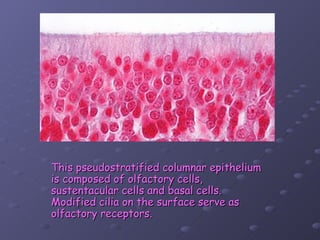 This pseudostratified columnar epithelium
is composed of olfactory cells,
sustentacular cells and basal cells.
Modified cilia on the surface serve as
olfactory receptors.
 