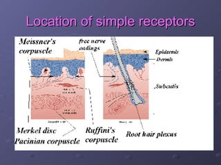 Location of simple receptors
 