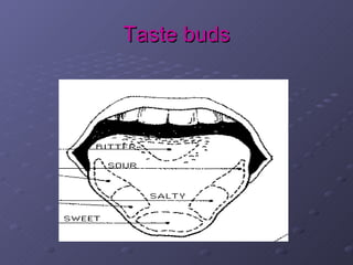 Taste buds
 